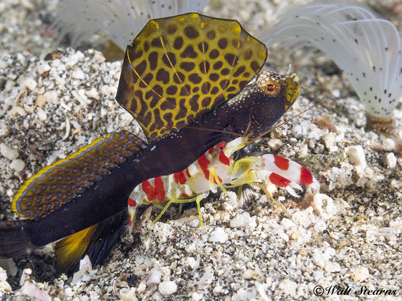 This colorful couple engages in one of the ocean's most interesting cohabitation plans, with the goby providing security services in exchange for burrow building and maintenance.