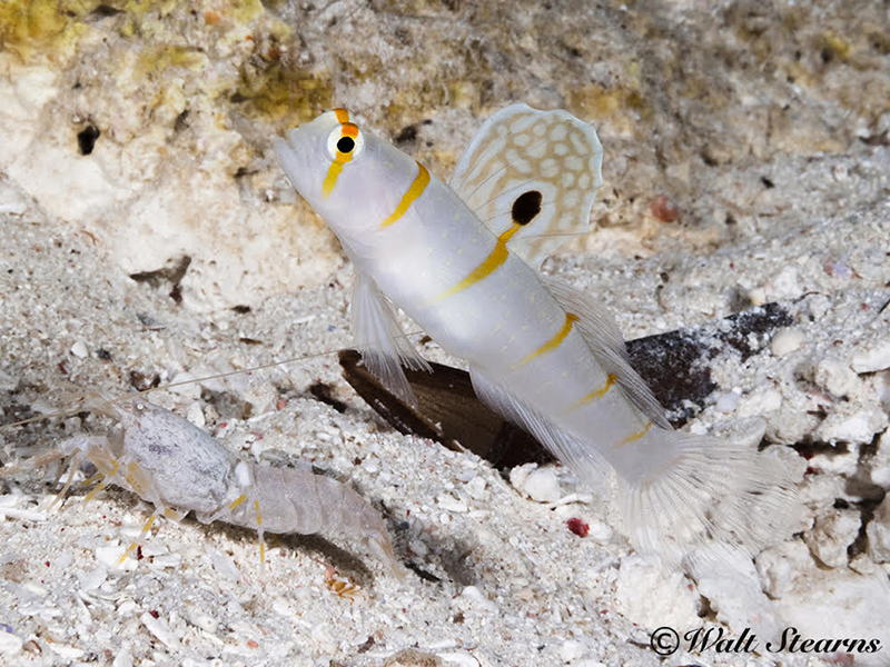 Various species of goby and fish display wide variations in pigmentation. Some display bold colors, while others blend into their surroundings like this pair. 