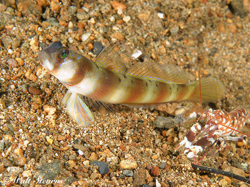 A goby and alpheus shrimp out for a stroll on the seabed. Note how the shrimp keeps constant antenna contact with the fish.