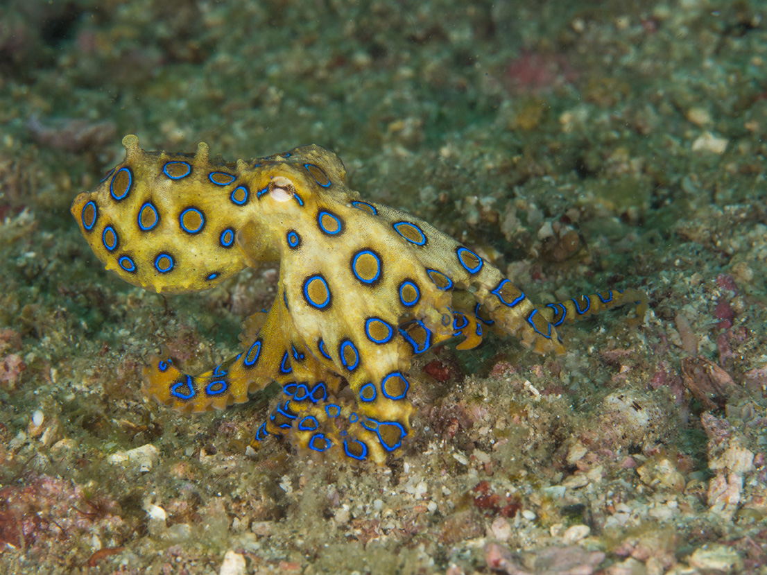 Blue Ringed Octopus