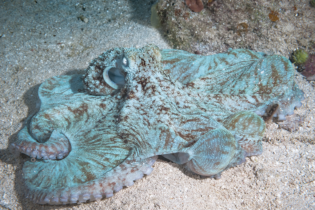 Caribbean Reef Octopus