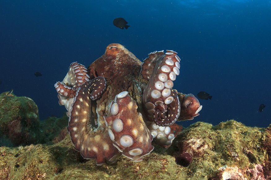 Caribbean Reef Octopus