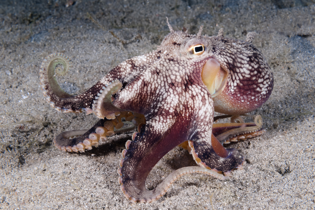 Coconut Octopus