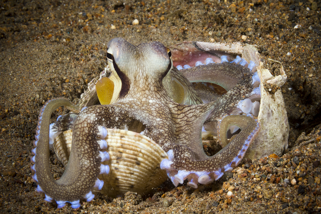 Coconut Octopus