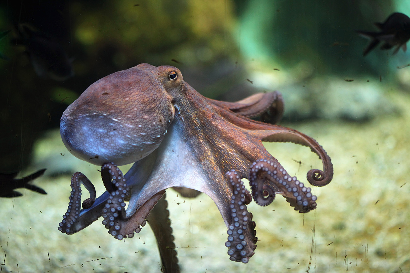 Common Atlantic Octopus