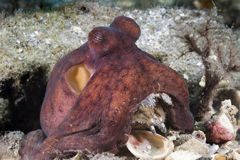 Octopus Eating a Crab