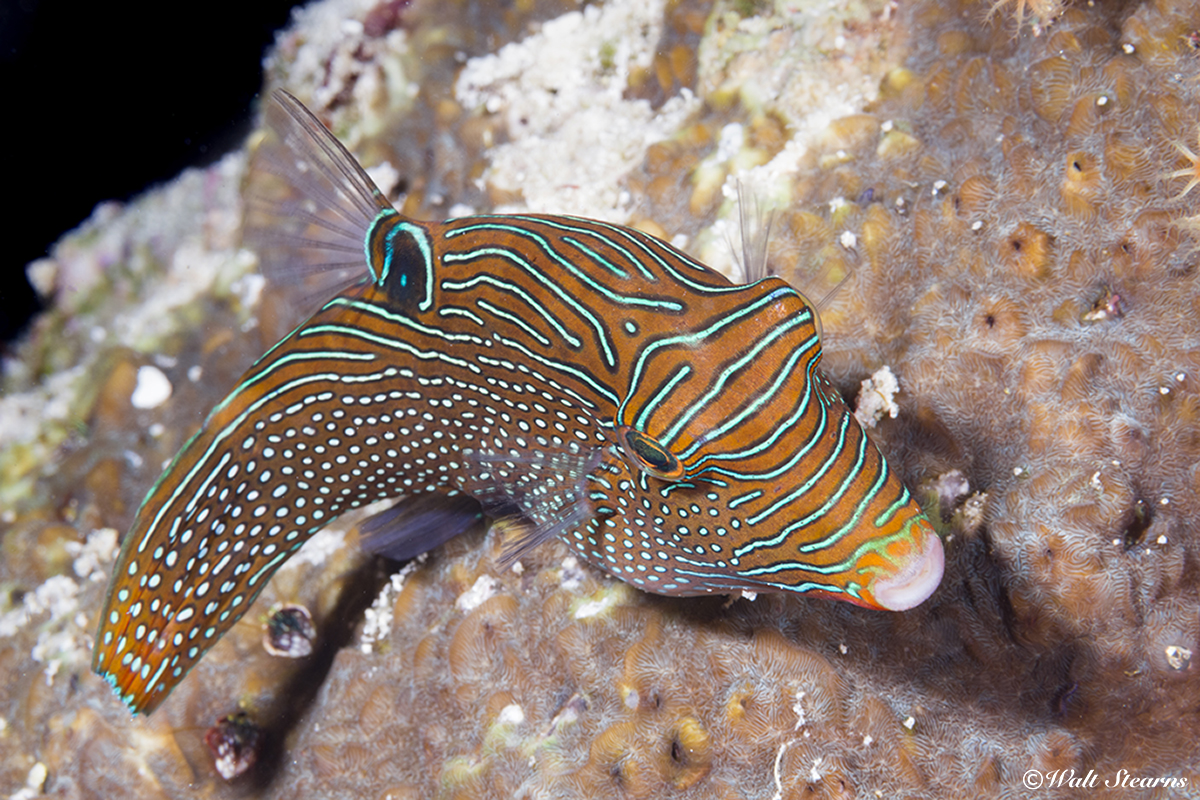 A pufferfish's snout-like mouth houses upper and lower teeth that are fused into a beak-like shape. These teeth are used to crack open clams, mussels and other shellfish.