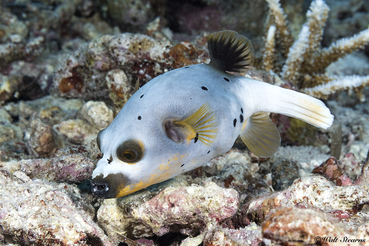 Blackspotted puffers feature the classically rounded body characteristic of the pufferfish family. The tail is mainly used as a rudder unless bursts of speed are needed.
