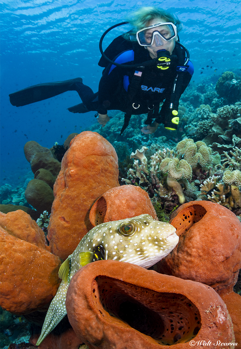 When observing pufferfish, good dive etiquette calls for restraint, and goading the fish into performing its signature inflation tactic is frowned upon.