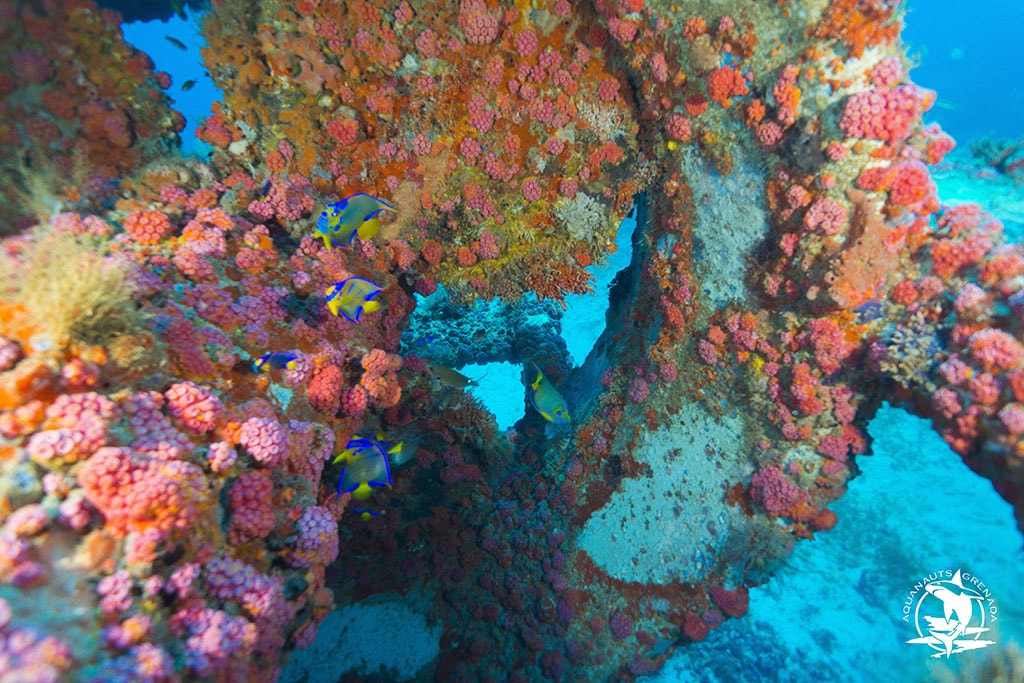 Years of sitting an anchor have given the bottom of the Anita a thick coat of colorful cup coral.