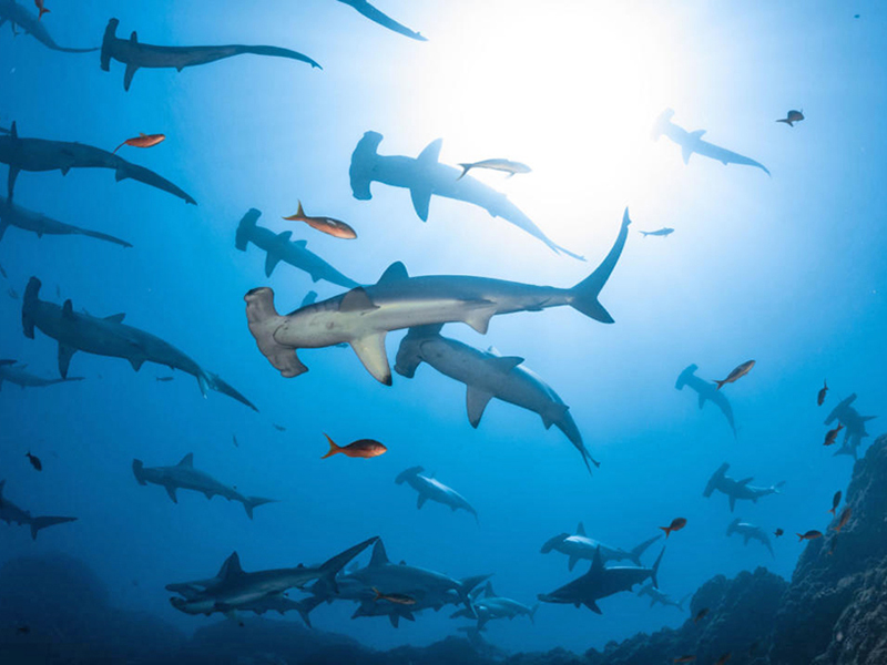 Cocos Island served as the inspiration for the classic novel Treasure Island and the Jurassic Park films.