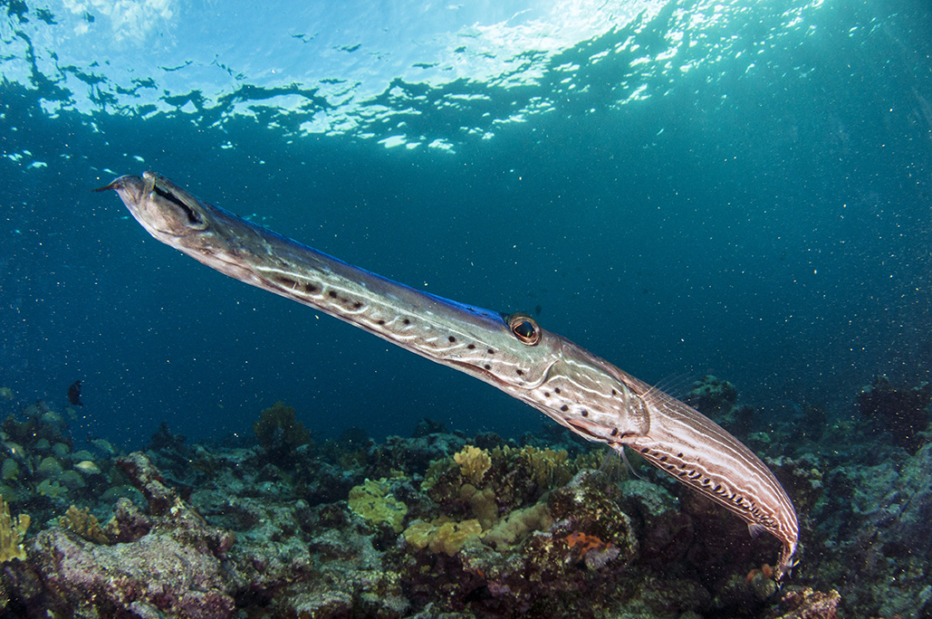 Diving in the Abaco Islands, Bahamas