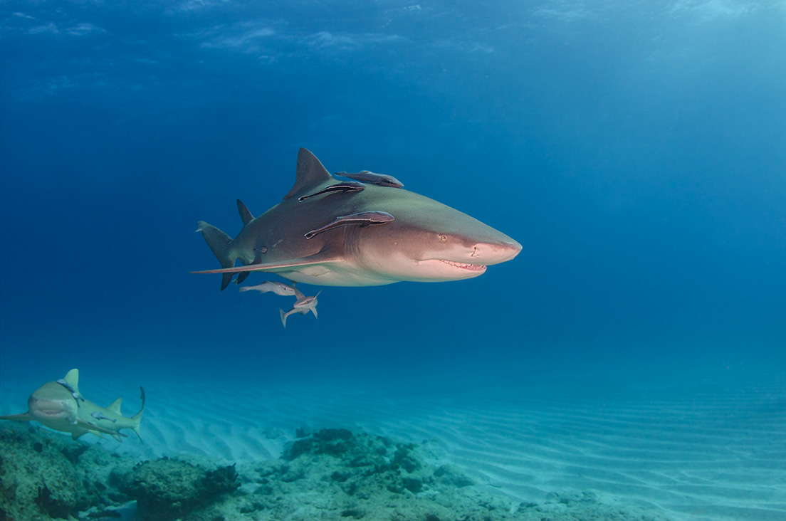 Diving in the Abaco Islands, Bahamas
