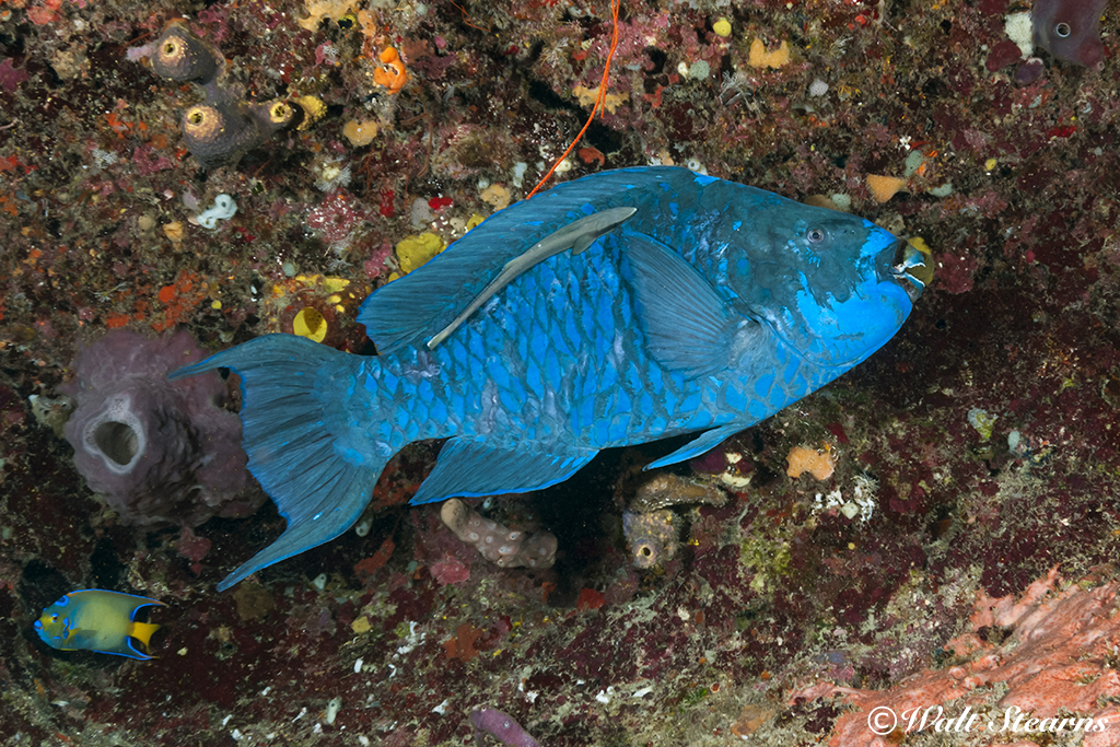 Midnight Parrotfish