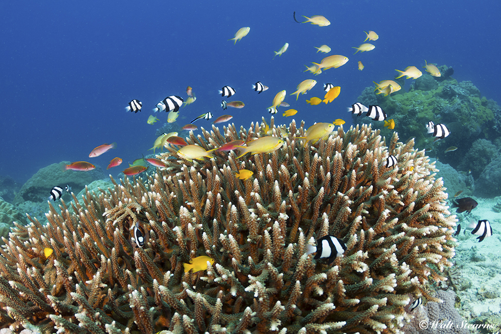 Ringed by white sand beaches that lead to coral-covered slopes and walls, the reefs at Apo Island Marine Reserve are considered some of the best diving destinations in the Philippines.