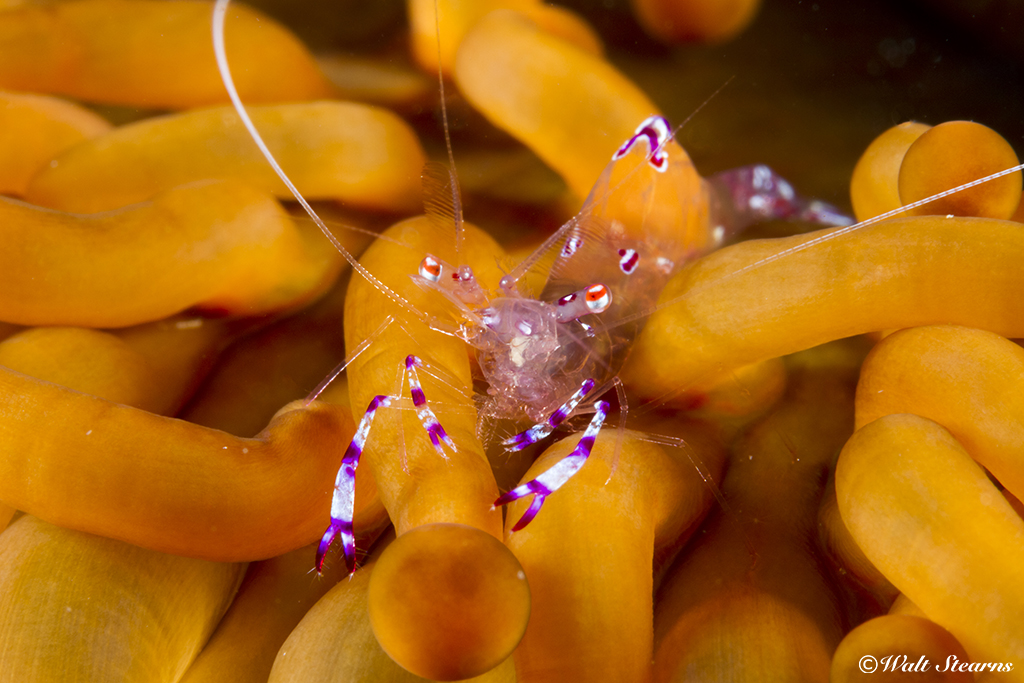 The relationship between anemones and clownfish is well known. Take a closer look and you may also spot several small cleaner shrimp. When not removing parasites from passing fish, these tiny crustaceans find shelter among the anemone's stinging tentacles