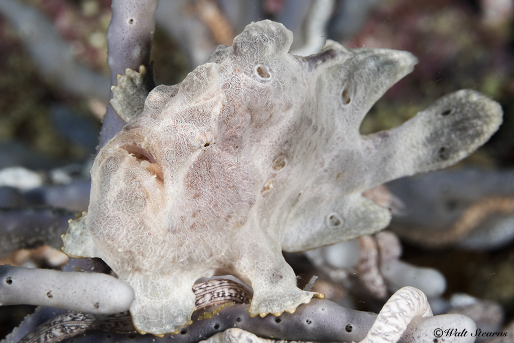 Giant frogfish (Antennarius commerson) are the largest members of the frogfish family, growing up to 15-inches in length. These masters of camouflage will sit motionless, waiting for prey to come close enough to be slurped into the frogfish's gaping mouth