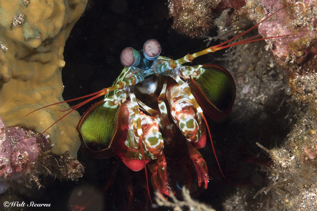 In addition to its bright coloration and alien-like eyes, the peacock mantis shrimp is known to have the fastest punch of any living animal. It deploys its club-like claw at speeds of over 50 miles per hour. Best not pick a fight with this little fellow.