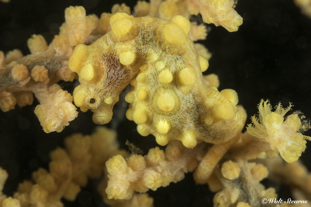It takes a sharp eye to spot a pygmy seahorse among the polyps of a sea fan. These creatures are no larger than a grain of rice and remained unknown to science until the late 20th century. Most divers rely on the keen eyes of local guides to find these pr