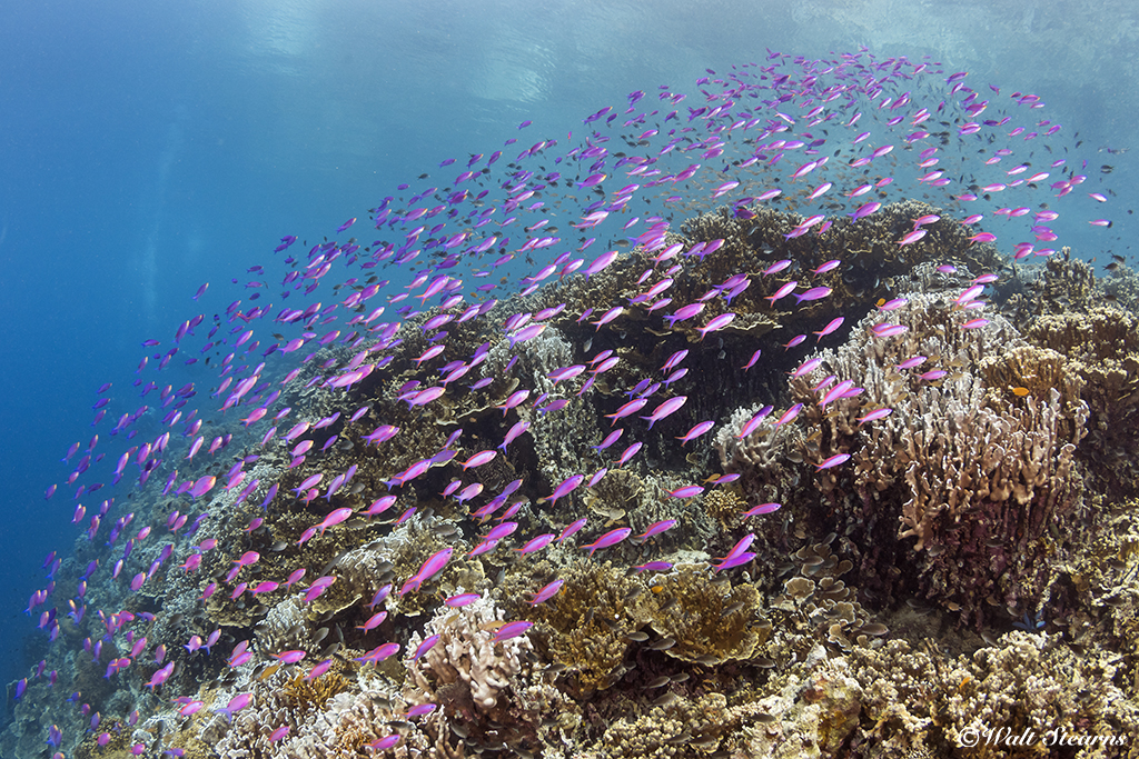 Dive sites at Pescador Island offer a mix of both sheer vertical walls and coral-covered slopes that are often covered in swirling clouds of purple anthias.  