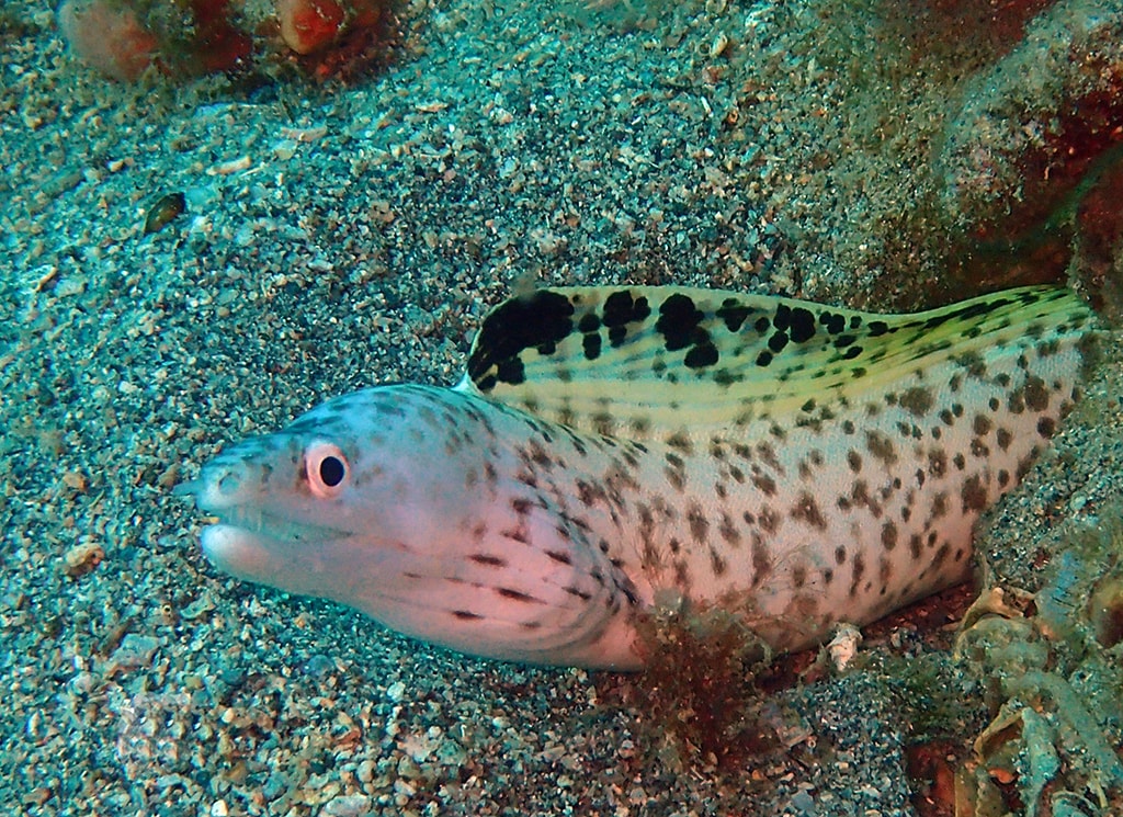 Dominica is known for its eclectic mix of sea life, which includes both rare and familiar creatures.