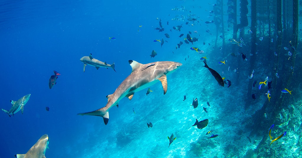 Whitetip and blacktip sharks are commonly seen on many dive sites.