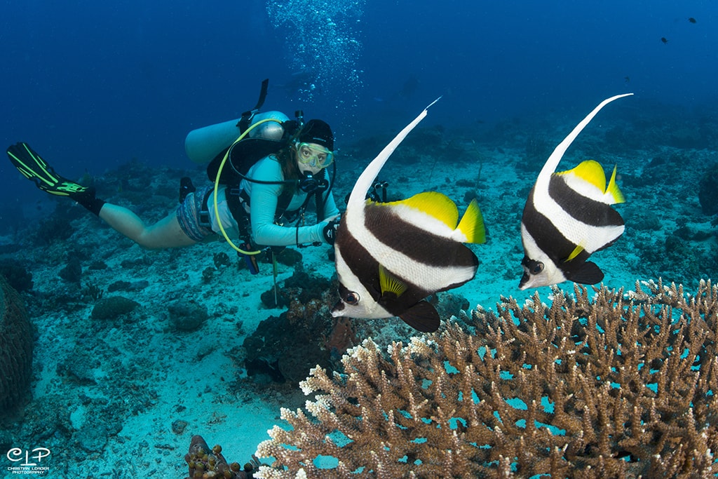 The SeaVentures house reef also takes in natural coral structures and macro-rich habitats.