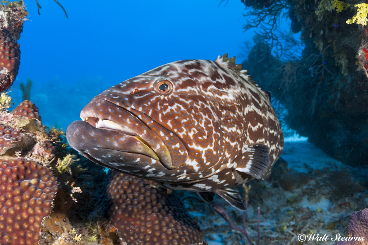 At the southern end of Turneffe Atoll, the site known as The Elbow is a spawning ground for many species of fish, including black grouper.