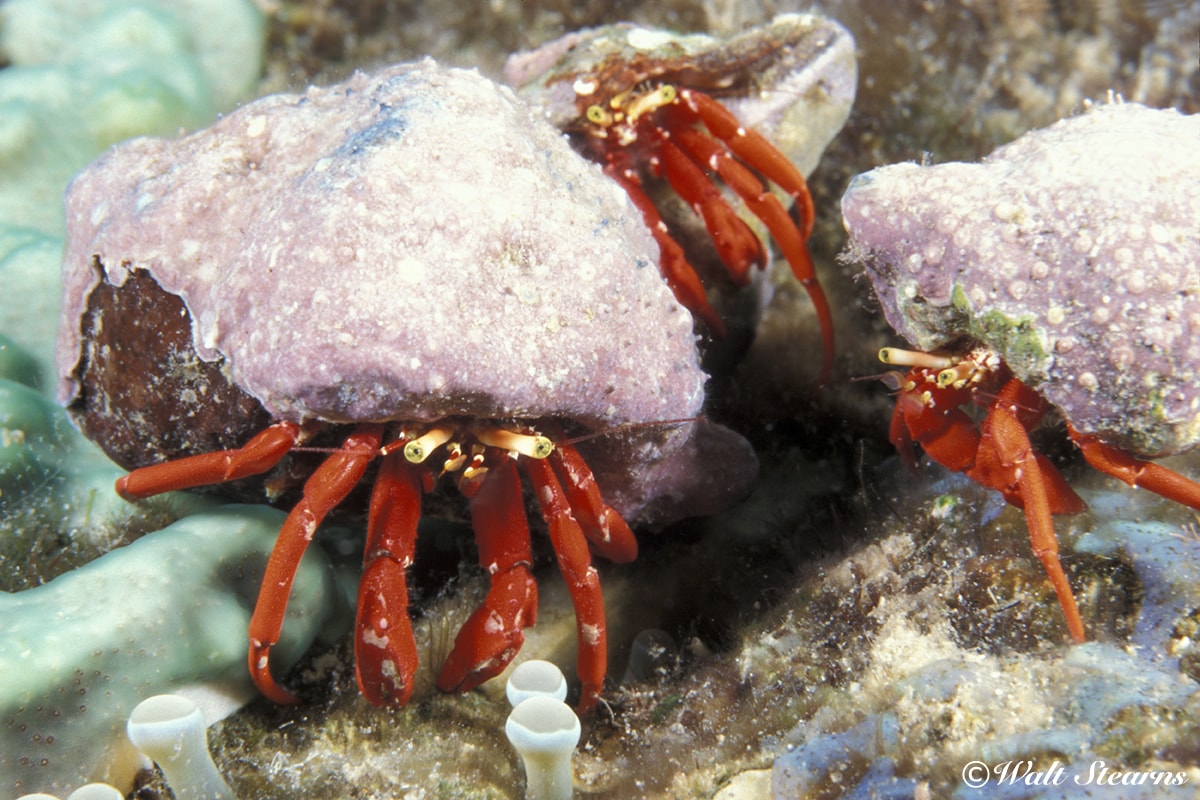 Take a closer look among the crevices and coral heads of Turneffe Atoll and you may be rewarded with intriguing finds such as these hermit crabs.