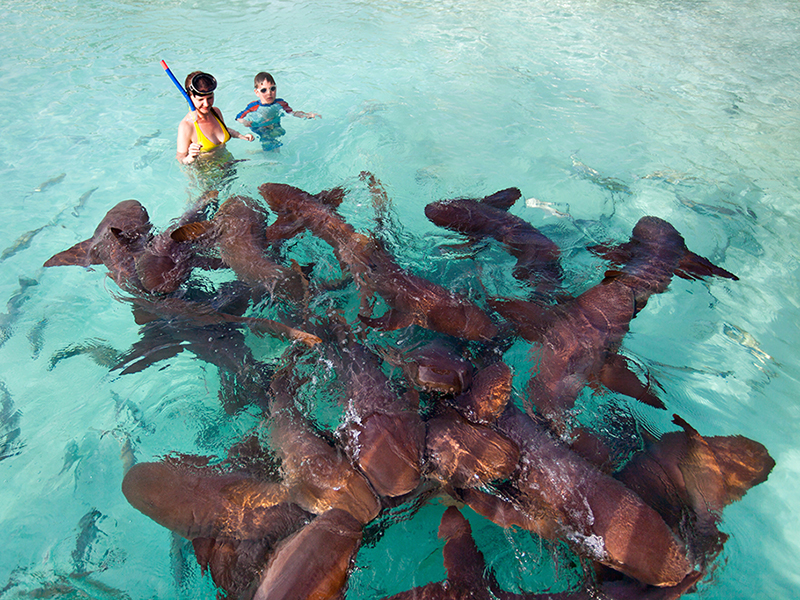 Shark Ray Alley is a favorite with divers and snorkelers.