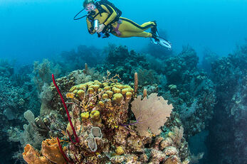 The barrier reef is made up of spur and groove formations that alternate coral heads with sand channels.