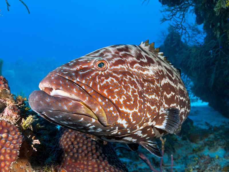 Black grouper thrive in the protected waters of the marine reserve