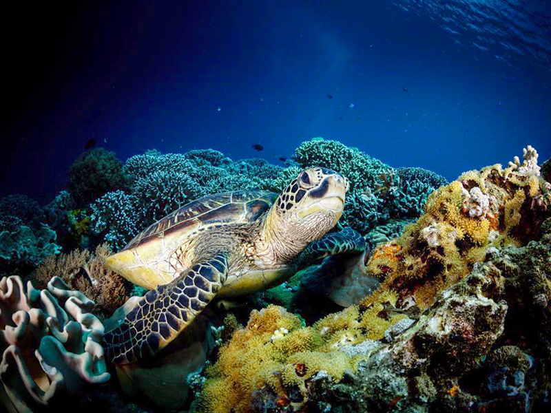Dive sites offer a variety of hard and soft coral landscapes.