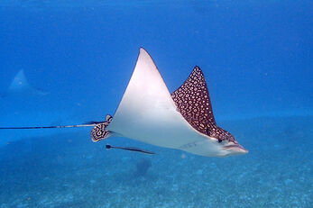 Spotted Eagle Ray.
