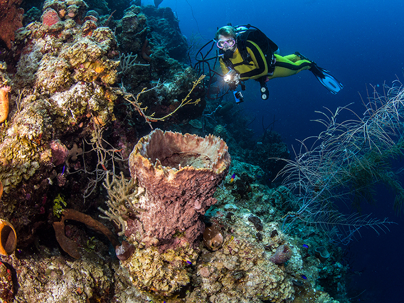 Turneffe Atoll is known for wall diving.