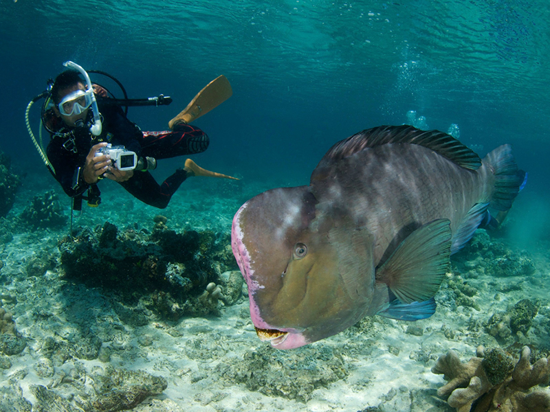 Mabul Island is surrounded by shallow sites that provide long bottom times and an abundant variety of fish and invertebrates.