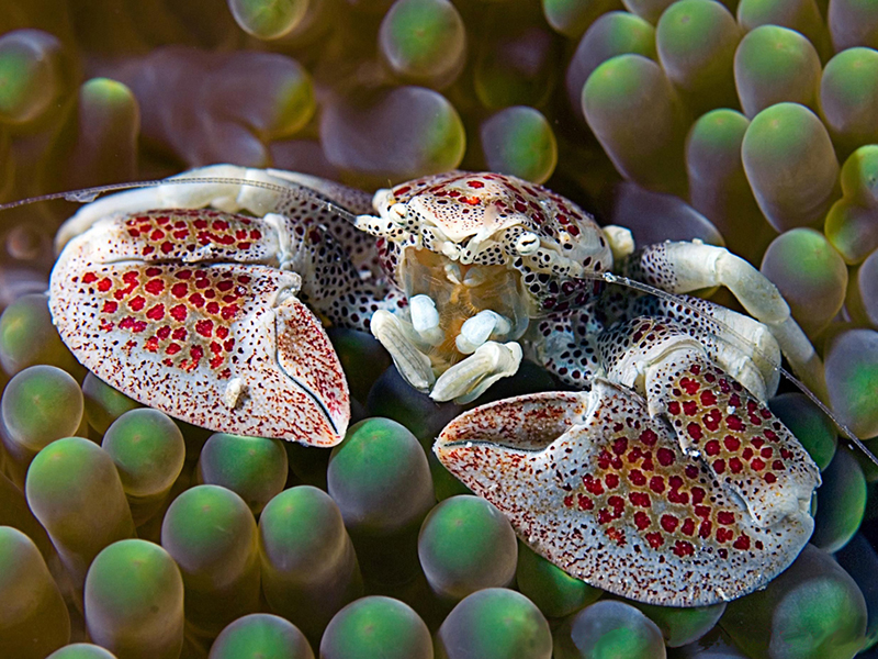 The waters surrounding Mabul Island hold a treasure trove of small and colorful marine life. Image Credit: Borneo Divers Mabul. 