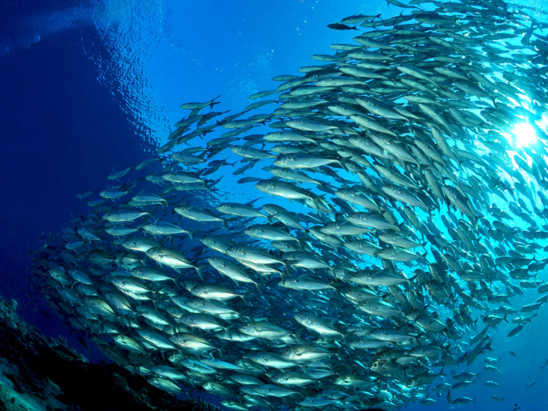 Sipadan is known for its abundant population of turtles, and for massive schools of fish that congregate on the island's steep underwater walls. Image Credit: Borneo Divers Mabul. 