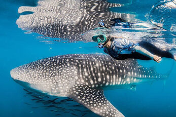 The La Paz region is a haven for whale sharks.