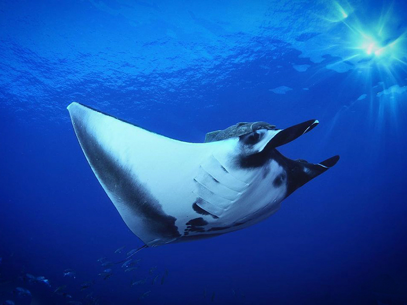 Oceanic manta rays make seasonal visits to the El Bajo seamounts.