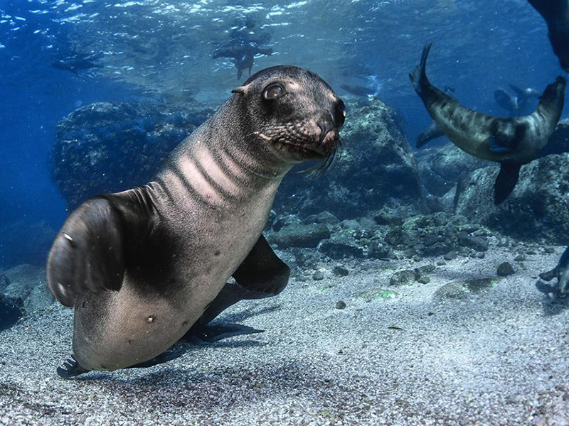 Juvenile sea lions cavort in the waters of Isla Cerralvo.