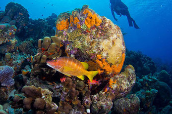 One of Bonaire's favorite shore dives begins directly in front of the resort docks.
