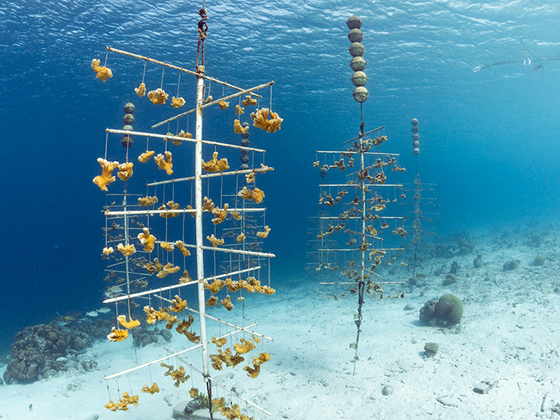 An underwater nursery generates new corals for out-planting to area reefs.