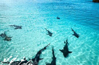 Nurse sharks gather in shallows near the resort.