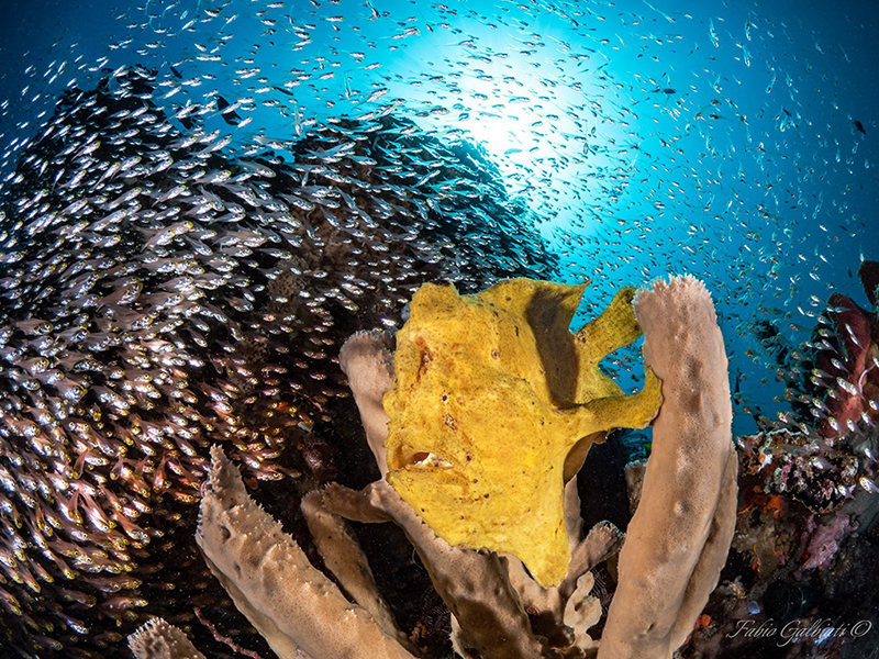 Macro subjects like frogfish are found in abundance.