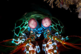 Volcanic sands hold a treasure trove of unique species.