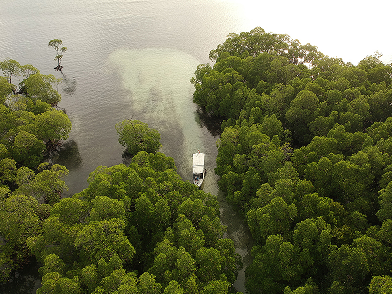 Afternoon boat dives may visit coastal mangrove forests.