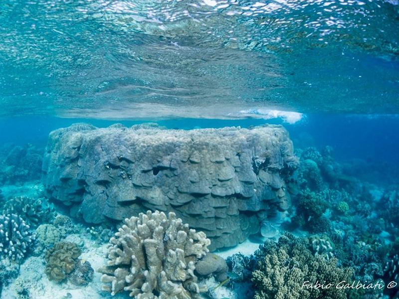 Coral Eye focuses on small group diving experiences, with a maximum of four guests per guide to ensure a personalized experience. The resort's dive boats are hand-crafted by local artisans and configured for stability and passenger comfort. A majority of 