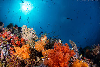 Hard coral reefs support a wide variety of marine life.