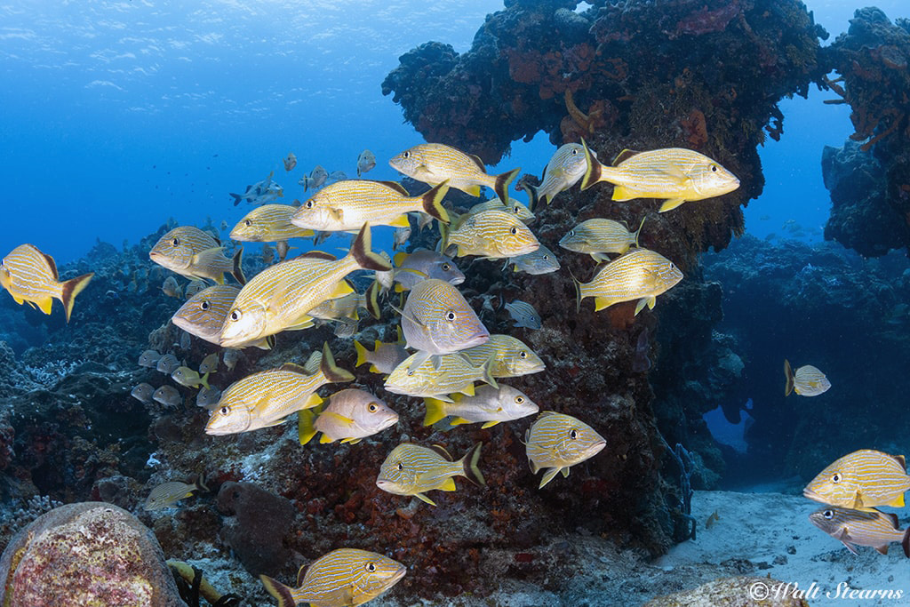 Dive Paradise visits a variety of mid-island reefs such as Yucab, where steady currents promote healthy marine life.